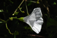Jacquemontia polyantha; Photo credit: Daniel Austin