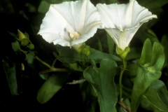 Jacquemontia polyantha; Photo credit: David Bertelsen