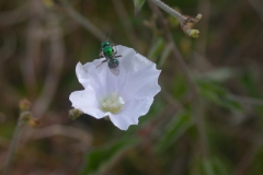 Jacquemontia polyantha and Augochlorid bee; Photo credit: Buzz Hoffman