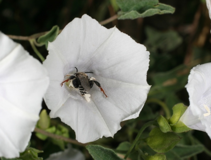 Jacquemontia pringlei; Photo credit: Jillian Cowles