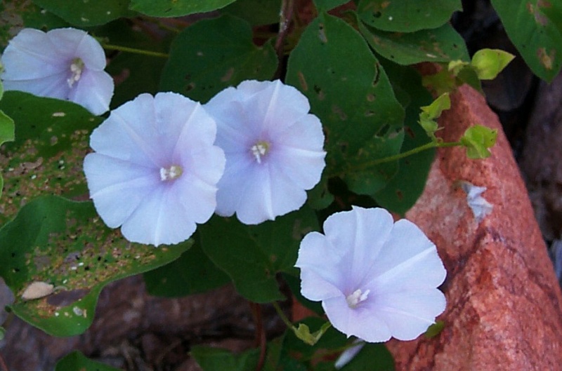 Jacquemontia pringlei; Photo credit: JesÃºs SÃ¡nchez-Escalante (1)