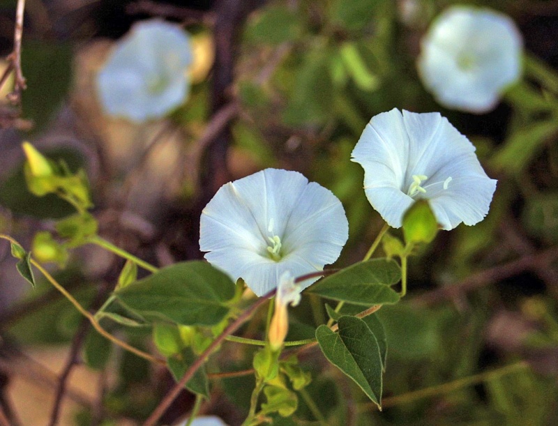 Jacquemontia pringlei; Photo credit: JesÃºs SÃ¡nchez-Escalante (3)