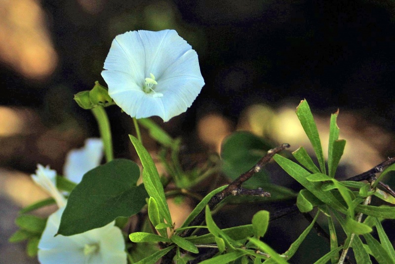 Jacquemontia pringlei; Photo credit: JesÃºs SÃ¡nchez-Escalante (3)