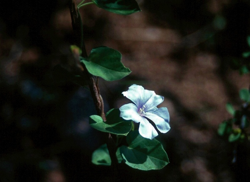 Jacquemontia pringlei; Photo credit: JesÃºs SÃ¡nchez-Escalante (1)