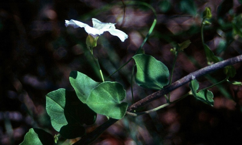 Jacquemontia pringlei; Photo credit: JesÃºs SÃ¡nchez-Escalante (1)