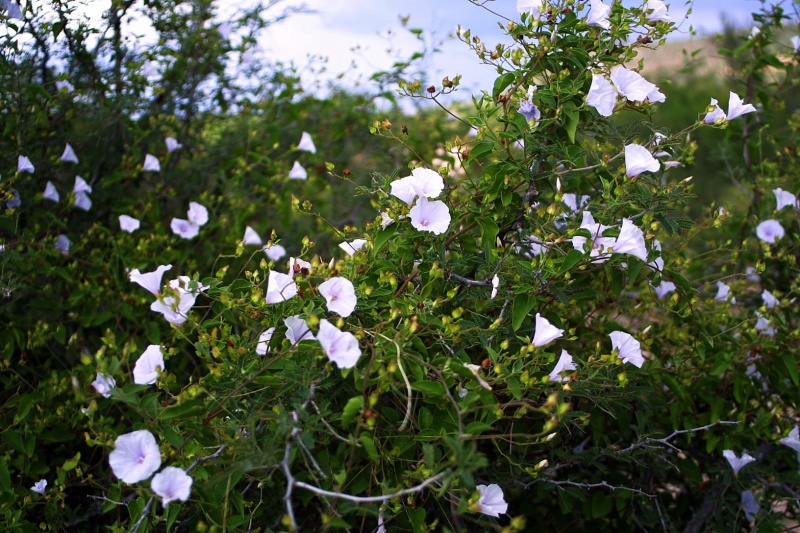 Jacquemontia pringlei; Photo credit: JesÃºs SÃ¡nchez-Escalante (2)