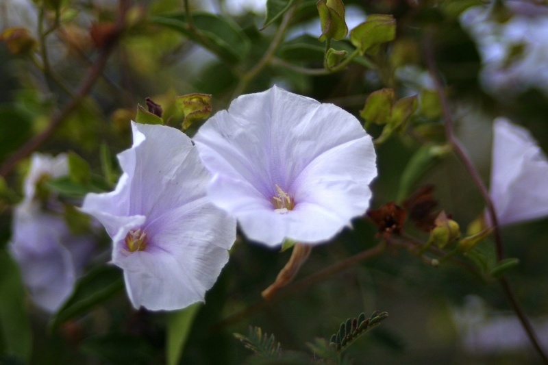 Jacquemontia pringlei; Photo credit: JesÃºs SÃ¡nchez-Escalante (2)