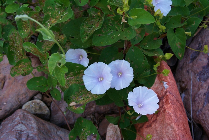 Jacquemontia pringlei; Photo credit: JesÃºs SÃ¡nchez-Escalante (1)