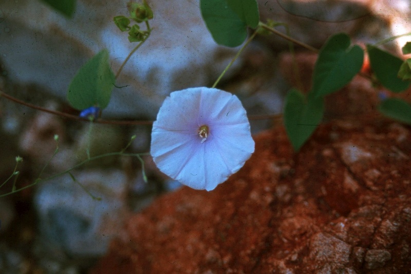 Jacquemontia pringleii; Photo credit: Laura Moreno