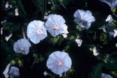 Jacquemontia pringlei; Photo credit: Daniel Austin
