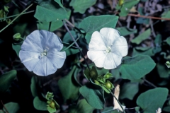 Jacquemontia pringlei; Photo credit: Daniel Austin