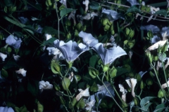Jacquemontia pringlei; Photo credit: Daniel Austin