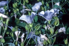 Jacquemontia pringlei; Photo credit: Daniel Austin