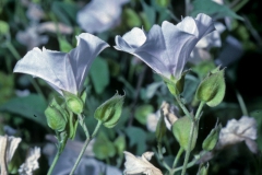Jacquemontia pringlei; Photo credit: Daniel Austin
