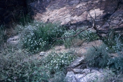 Jacquemontia pringlei; Photo credit: Daniel Austin