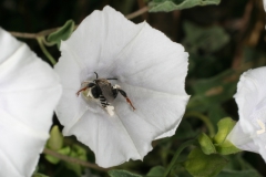 Jacquemontia pringlei; Photo credit: Jillian Cowles