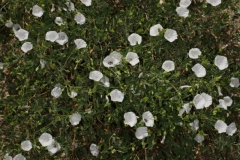 Jacquemontia pringlei; Photo credit: Jillian Cowles