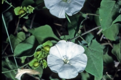 Jacquemontia pringlei; Photo credit: Daniel Austin