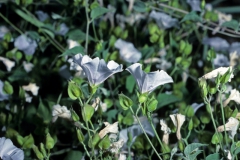 Jacquemontia pringleii; Photo credit: Daniel Austin