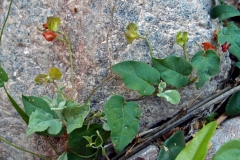 Jacquemontia pringlei; Photo credit: Sue Carnahan