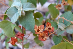 Jacquemontia pringlei; Photo credit: Sue Carnahan