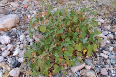 Jacquemontia pringlei; Photo credit: Sue Carnahan