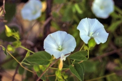 Jacquemontia pringlei; Photo credit: JesÃºs SÃ¡nchez-Escalante (3)