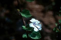 Jacquemontia pringlei; Photo credit: JesÃºs SÃ¡nchez-Escalante (1)