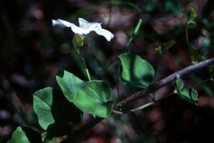 Jacquemontia pringlei; Photo credit: JesÃºs SÃ¡nchez-Escalante (1)
