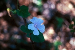 Jacquemontia pringlei; Photo credit: JesÃºs SÃ¡nchez-Escalante (1)