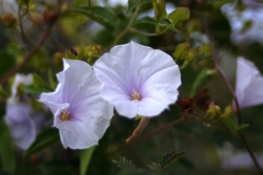 Jacquemontia pringlei; Photo credit: JesÃºs SÃ¡nchez-Escalante (2)