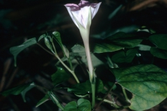 Ipomoea muricata; Photo credit: Daniel Austin