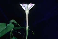 Ipomoea muricata; Photo credit: Daniel Austin