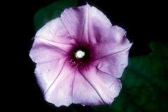 Ipomoea muricata; Photo credit: Daniel Austin