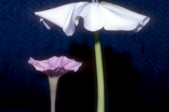 Ipomoea muricata vs. alba; Photo credit: Daniel Austin