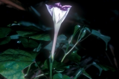 Ipomoea muricata; Photo credit: Daniel Austin