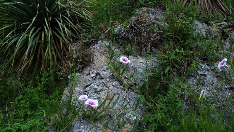 Ipomoea longifolia; Photo credit: JesÃºs SÃ¡nchez-Escalante (2)