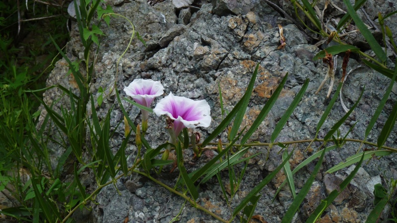 Ipomoea longifolia; Photo credit: JesÃºs SÃ¡nchez-Escalante (2)