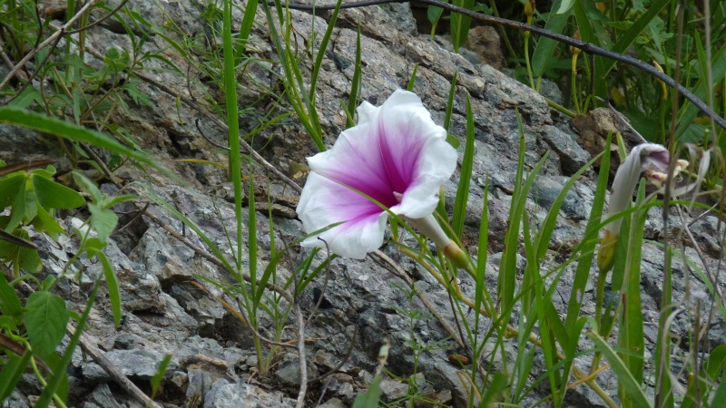 Ipomoea longifolia; Photo credit: JesÃºs SÃ¡nchez-Escalante (2)