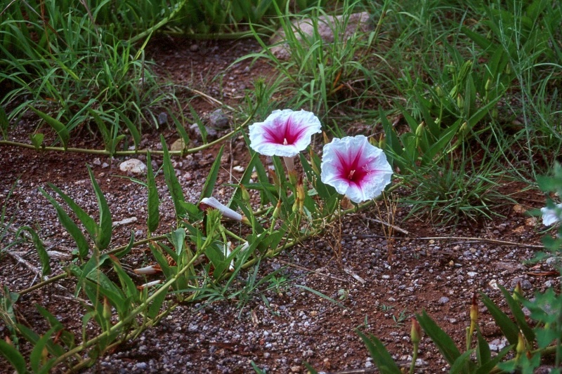 Ipomoea longifolia; Photo credit: JesÃºs SÃ¡nchez-Escalante (1)