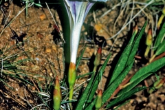 Ipomoea longifolia; Photo credit: Daniel Austin