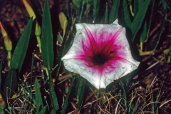Ipomoea longifolia; Photo credit: Daniel Austin