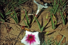Ipomoea longifolia; Photo credit: Daniel Austin