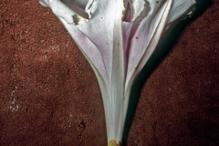 Ipomoea longifolia; Photo credit: Daniel Austin