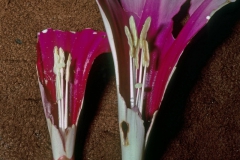 Ipomoea longifolia; Photo credit: Daniel Austin