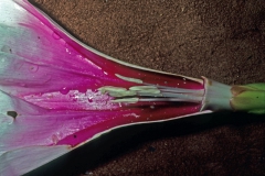 Ipomoea longifolia; Photo credit: Daniel Austin
