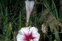 Ipomoea longifolia; Photo credit: Daniel Austin