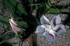 Ipomoea longifolia; Photo credit: Daniel Austin