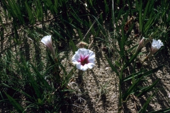 Ipomoea longifolia; Photo credit: Daniel Austin