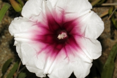 Ipomoea longifolia; Photo credit: Tom Van Devender